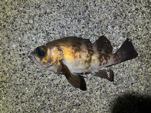 メバルの釣果