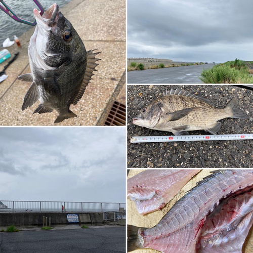 チヌの釣果