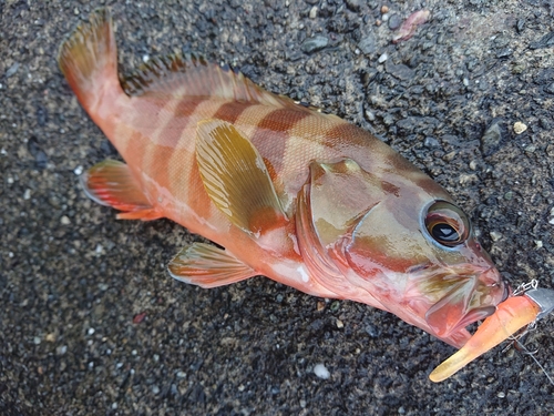 アカハタの釣果