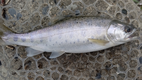 ヤマメの釣果