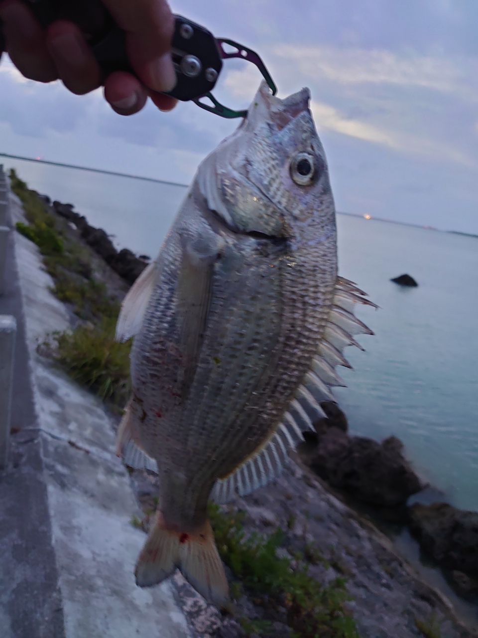 ミナミクロダイ