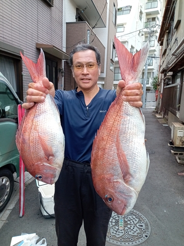 マダイの釣果