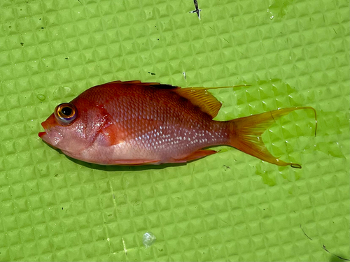 サクラダイの釣果