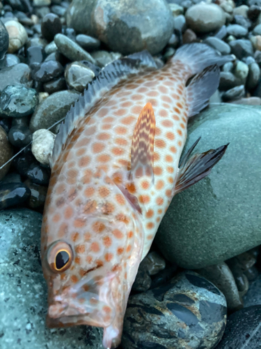 オオモンハタの釣果