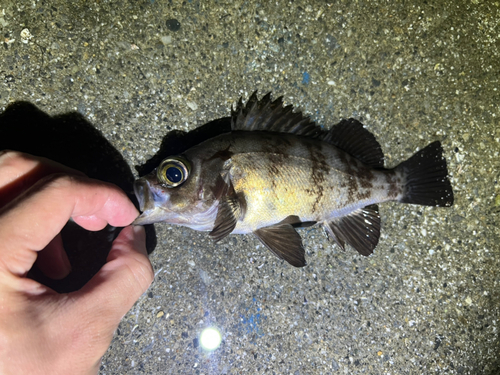 メバルの釣果