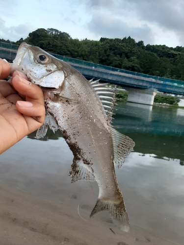 セイゴ（マルスズキ）の釣果