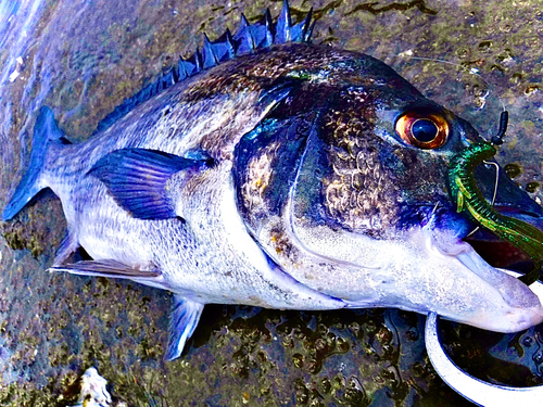 チヌの釣果