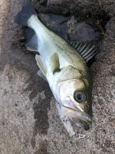 スズキの釣果