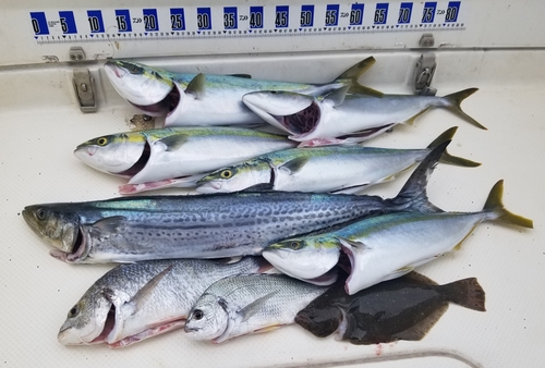 タイの釣果