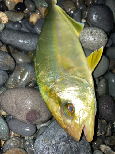 ショッコの釣果