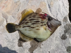 カワハギの釣果