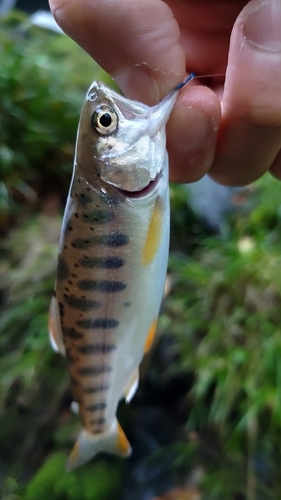 ヤマメの釣果