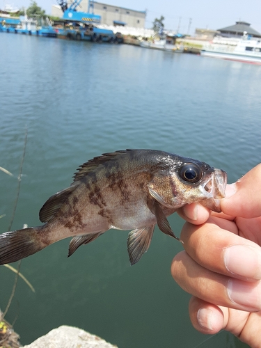 メバルの釣果