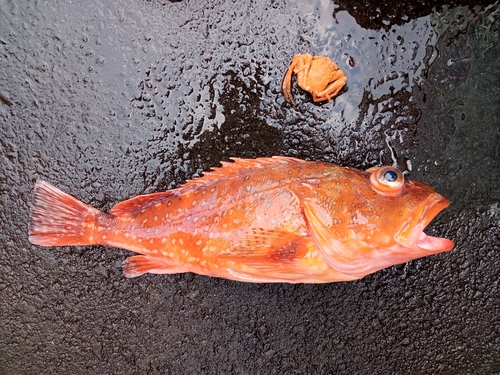 ウッカリカサゴの釣果