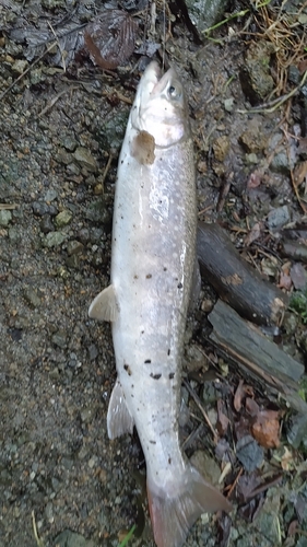 イワナの釣果