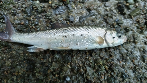 ウグイの釣果