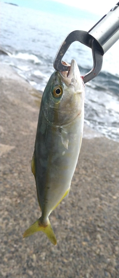 ワカシの釣果