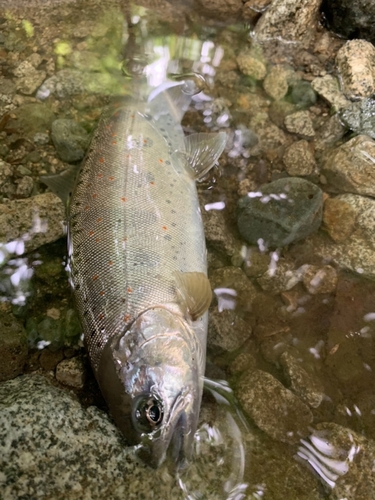 アマゴの釣果