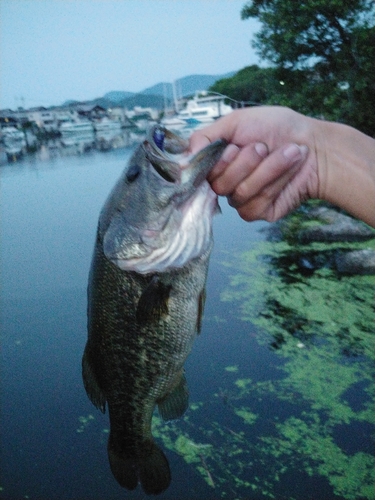 ブラックバスの釣果