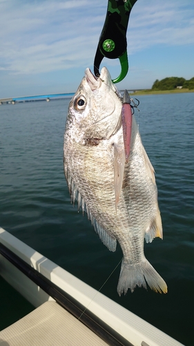 キビレの釣果