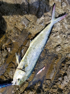 シイラの釣果