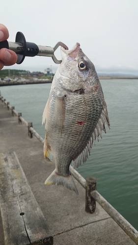 キビレの釣果