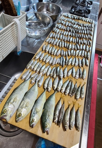 アジの釣果