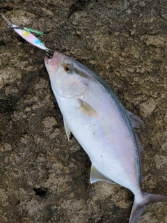 カンパチの釣果