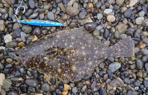 ソゲの釣果