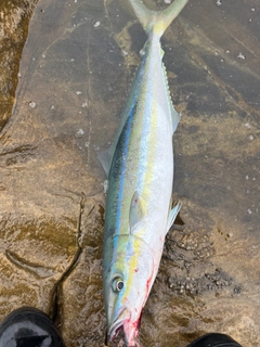 ツムブリの釣果