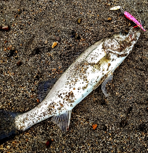 スズキの釣果