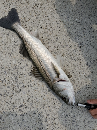 スズキの釣果