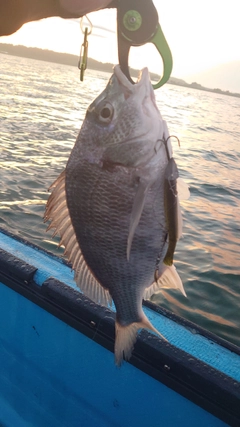 キビレの釣果