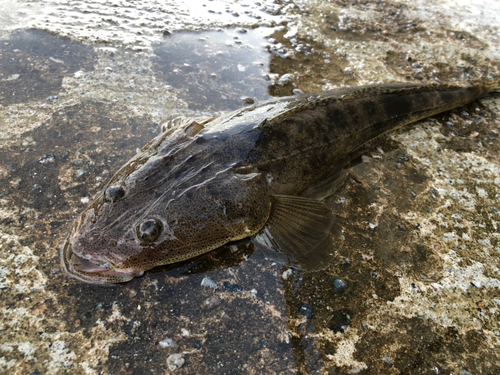 マゴチの釣果