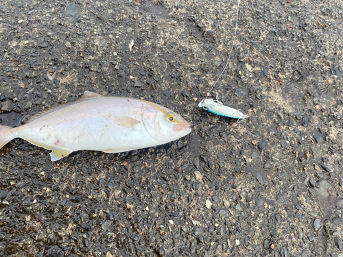 ショゴの釣果