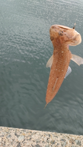 エソの釣果