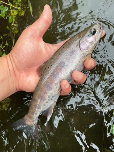 ヤマメの釣果