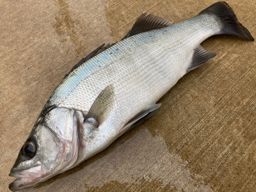 ヒラスズキの釣果