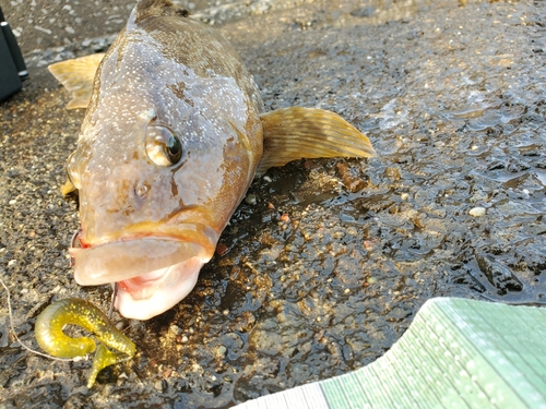 アイナメの釣果