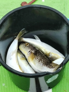 ショウサイフグの釣果