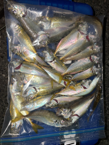 アジの釣果