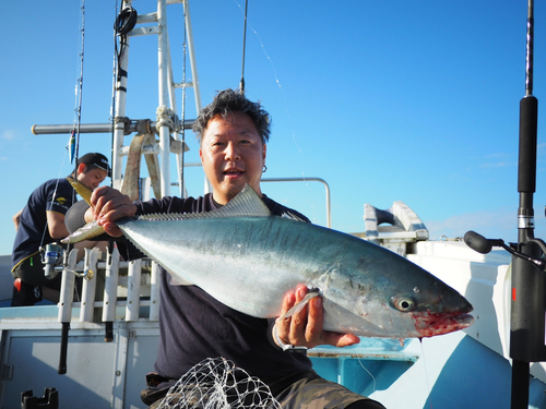 ブリの釣果