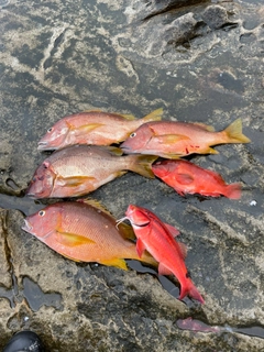 シブダイの釣果