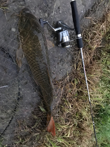 コイの釣果