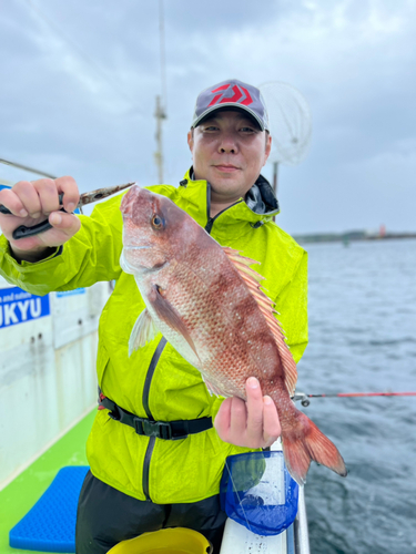 マダイの釣果