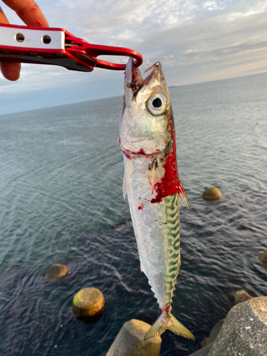 サバの釣果