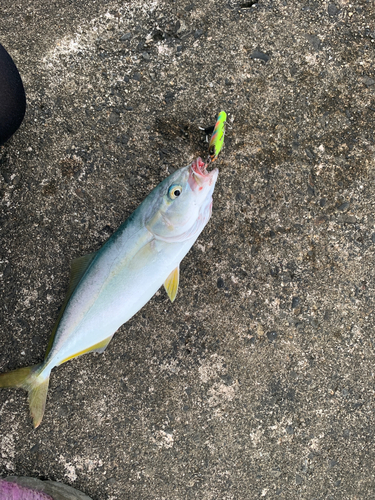 イナダの釣果