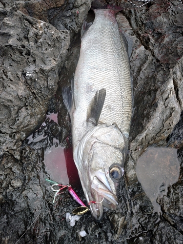 ヒラスズキの釣果