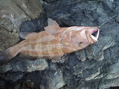 オオモンハタの釣果