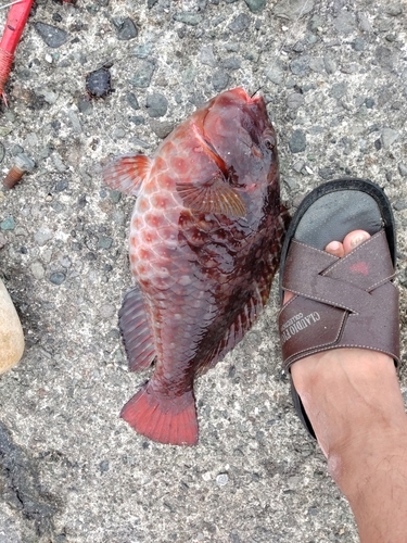 ブダイの釣果